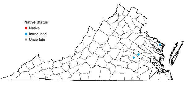 Locations ofOrychophragmus violaceus (L.) O.E. Schulz in Virginia