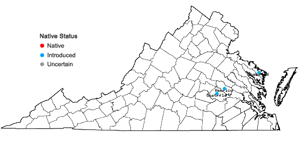 Locations ofOrychophragmus violaceus (L.) O.E. Schulz in Virginia