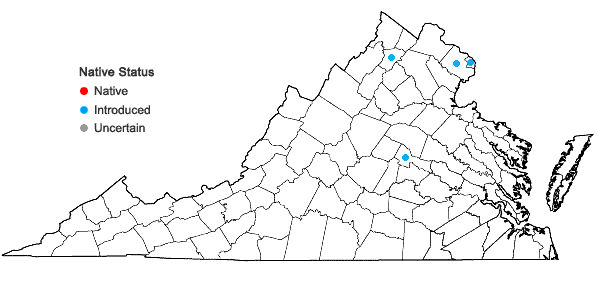 Locations ofOsmanthus heterophyllus D. Don in Virginia