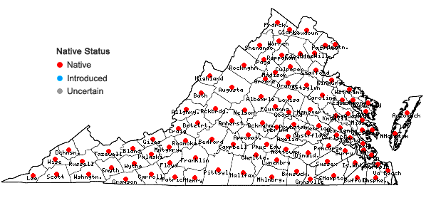 Locations ofOsmundastrum cinnamomeum (L.) C. Presl var. cinnamomeum in Virginia