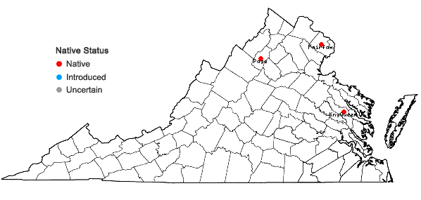 Locations ofOsmundastrum cinnamomeum (L.) C. Presl var. glandulosum (Waters) McAvoy in Virginia