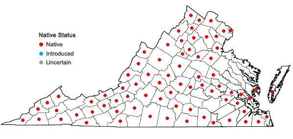 Locations ofOstrya virginiana (P.Mill.) K.Koch in Virginia