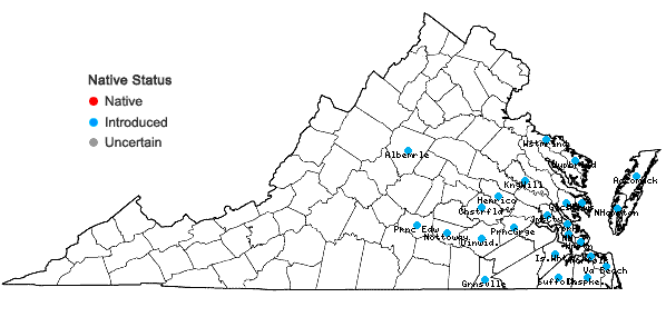 Locations ofOxalis articulata Savigny in Virginia