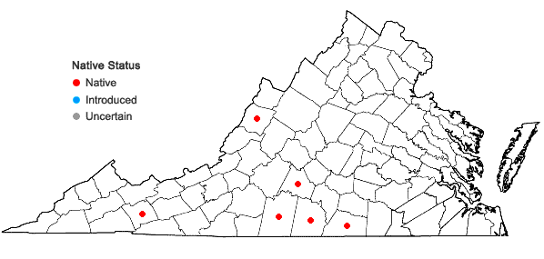 Locations ofOxalis colorea (Small) Fedde in Virginia