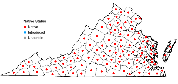 Locations ofOxalis dillenii Jacquin in Virginia