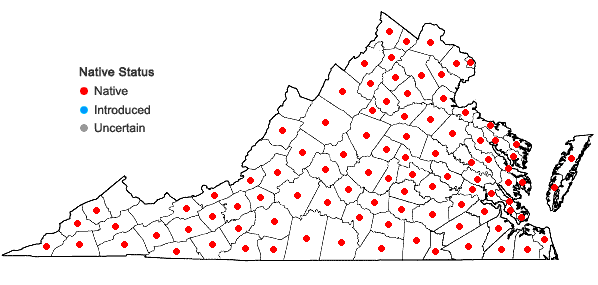 Locations ofOxalis dillenii Jacquin in Virginia