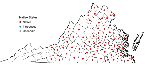 Locations ofOxalis florida Salisbury in Virginia