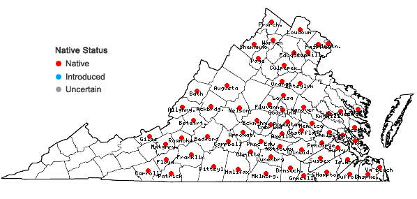 Locations ofOxalis florida Salisbury in Virginia