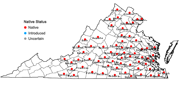 Locations ofOxalis florida Salisbury in Virginia