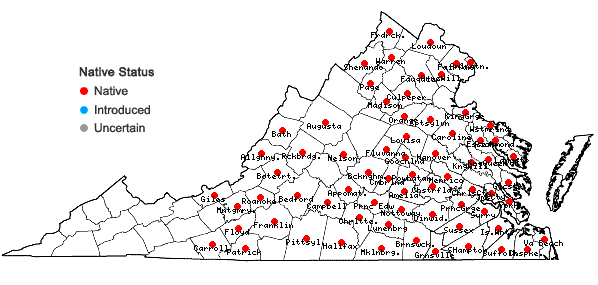 Locations ofOxalis florida Salisbury in Virginia