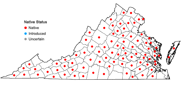 Locations ofOxypolis rigidior (L.) Raf. in Virginia