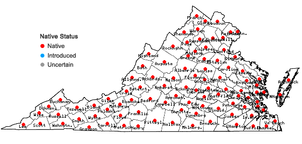 Locations ofPackera aurea (L.) A. & D. Love in Virginia