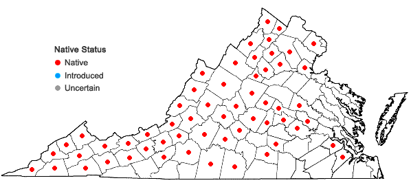 Locations ofPackera obovata (Muhl. ex Willd.) W.A. Weber & A. Love in Virginia