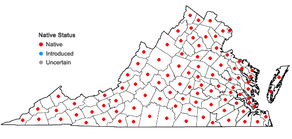 Locations ofPanicum dichotomiflorum Michx. var. dichotomiflorum in Virginia