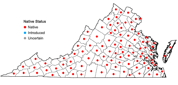 Locations ofPanicum dichotomiflorum Michx. var. dichotomiflorum in Virginia