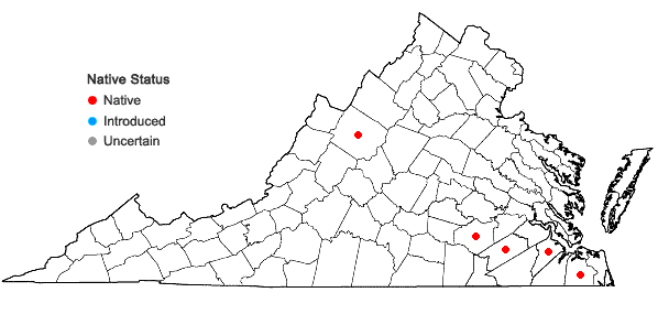 Locations ofPanicum hemitomon J.A. Schultes in Virginia