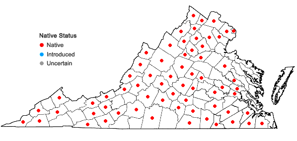 Locations ofPanicum philadelphicum Bernh. ex Trin. ssp. philadelphicum in Virginia