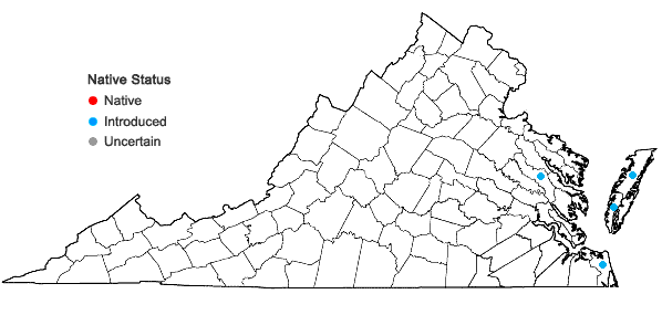 Locations ofParapholis incurva (L.) C.E. Hubbard in Virginia