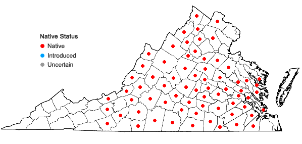 Locations ofParthenium integrifolium L. var. integrifolium in Virginia