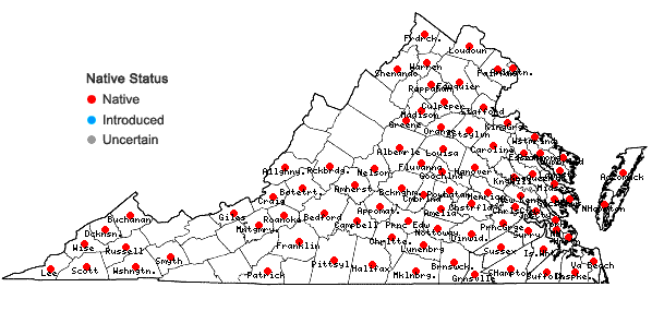 Locations ofPassiflora lutea L. in Virginia