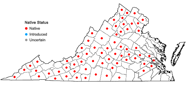 Locations ofPenstemon canescens (Britt.) Britt. in Virginia