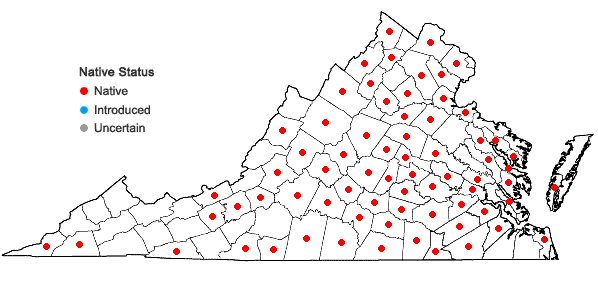 Locations ofPenstemon laevigatus Aiton in Virginia