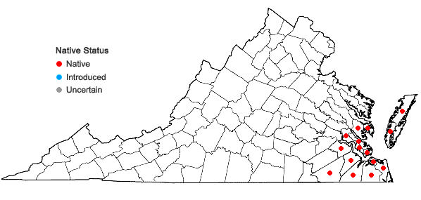 Locations ofPersea palustris (Raf.) Sarg. in Virginia