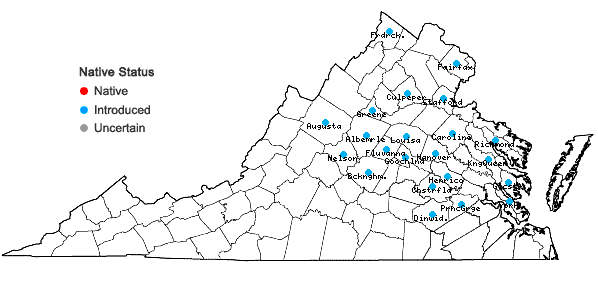 Locations ofPersicaria extremiorientalis (Vorosch.) Tzvelev. in Virginia