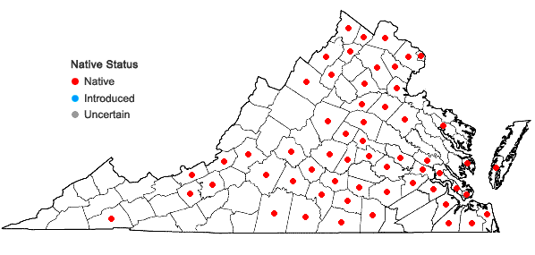 Locations ofPersicaria lapathifolia (L.) Gray in Virginia