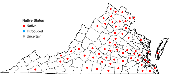 Locations ofPersicaria lapathifolia (L.) Gray in Virginia