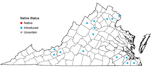 Locations ofPersicaria orientalis (L.) Spach in Virginia