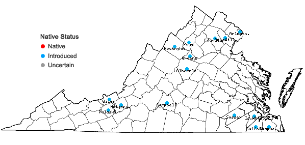 Locations ofPersicaria orientalis (L.) Spach in Virginia