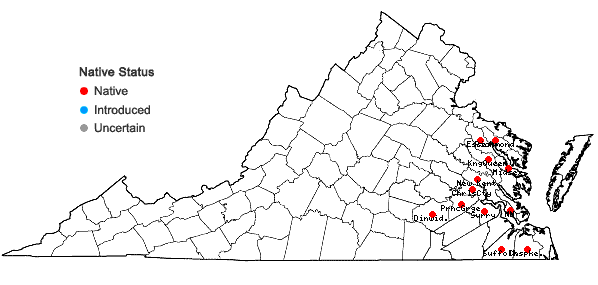 Locations ofPersicaria robustior (Small) E.P. Bicknell in Virginia