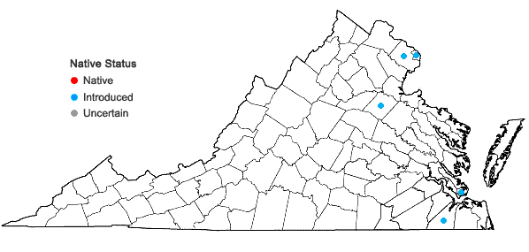 Locations ofPetunia ×atkinsiana Loudon in Virginia