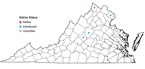 Locations ofPhellodendron amurense Ruprecht in Virginia