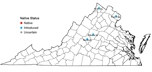 Locations ofPhellodendron amurense Ruprecht in Virginia