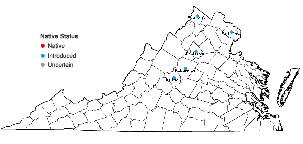 Locations ofPhellodendron amurense Ruprecht in Virginia