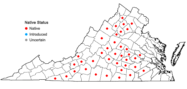 Locations ofPhemeranthus teretifolius (Pursh) Raf. in Virginia