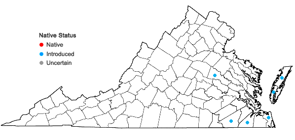 Locations ofPhlox drummondii Hook. in Virginia