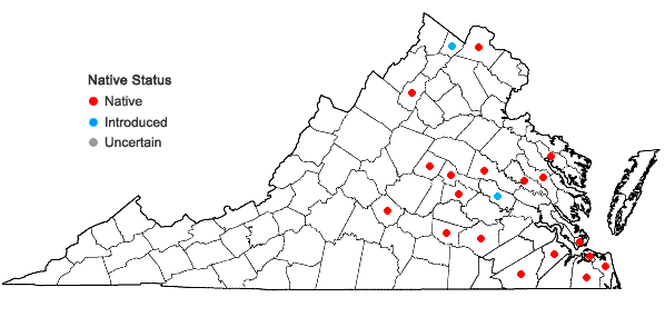 Locations ofPhysalis angulata L. in Virginia