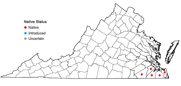 Locations ofPhysostegia leptophylla Small in Virginia