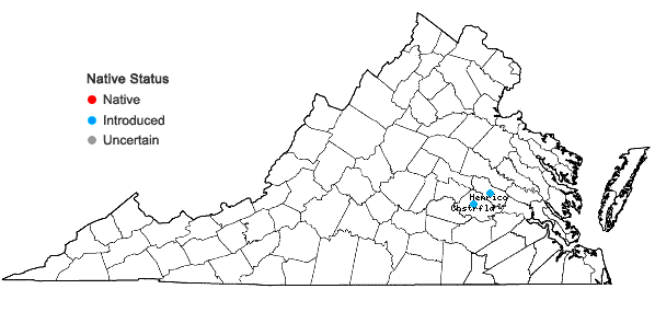 Locations ofPilea microphylla (L.) Liebm. in Virginia