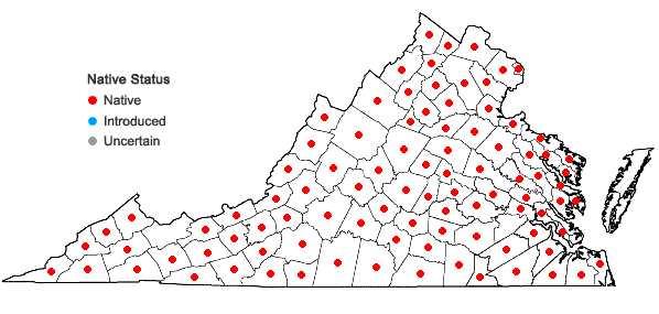 Locations ofPilea pumila (L.) Gray in Virginia