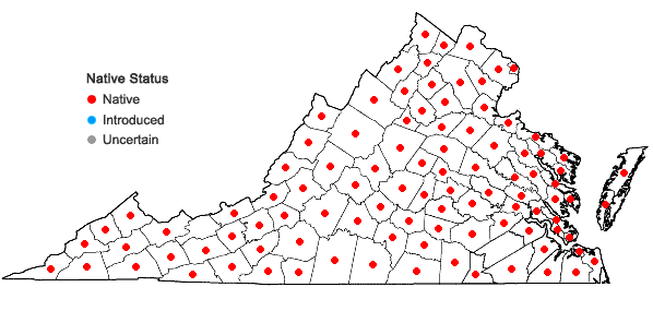 Digital Atlas of the Virginia Flora | Pinus virginiana Miller