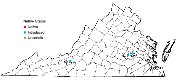 Locations ofPistacia chinensis Bunge in Virginia