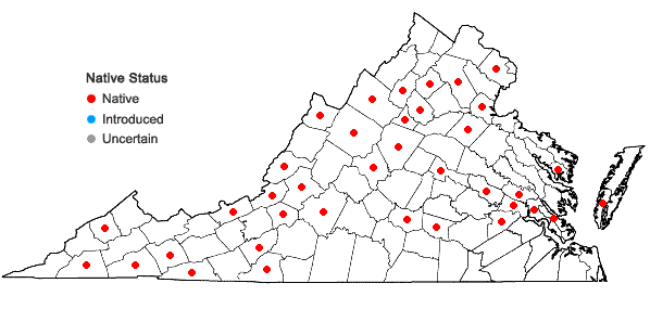 Locations ofPlagiothecium cavifolium (Brid.) Z. Iwats. in Virginia