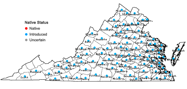 Locations ofPlantago aristata Michxaux in Virginia