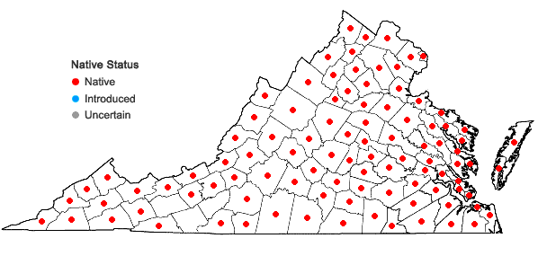 Locations ofPlantago rugelii Dcne. in Virginia
