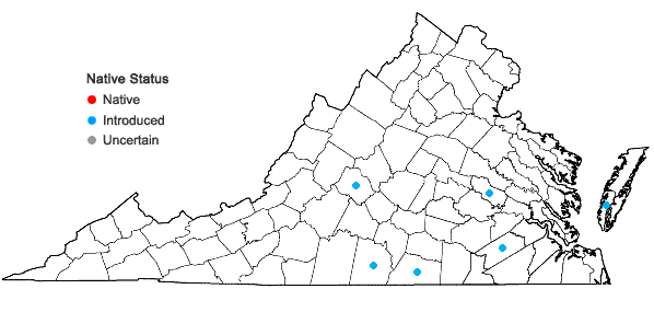 Locations ofPlantago wrightiana Dcne. in Virginia