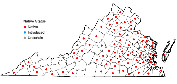 Locations ofPlatygyrium repens (Brid.) Schimp. in Virginia